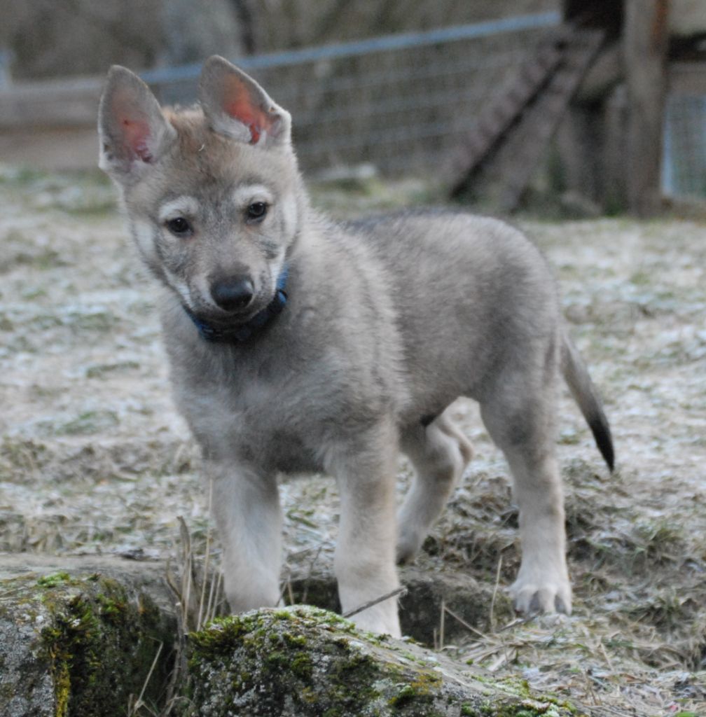 de la mollyniere de lo'scale - Chiot disponible  - Chien-loup tchecoslovaque