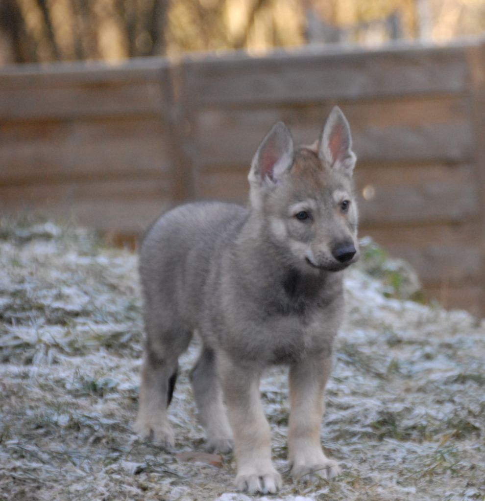 de la mollyniere de lo'scale - Chiot disponible  - Chien-loup tchecoslovaque