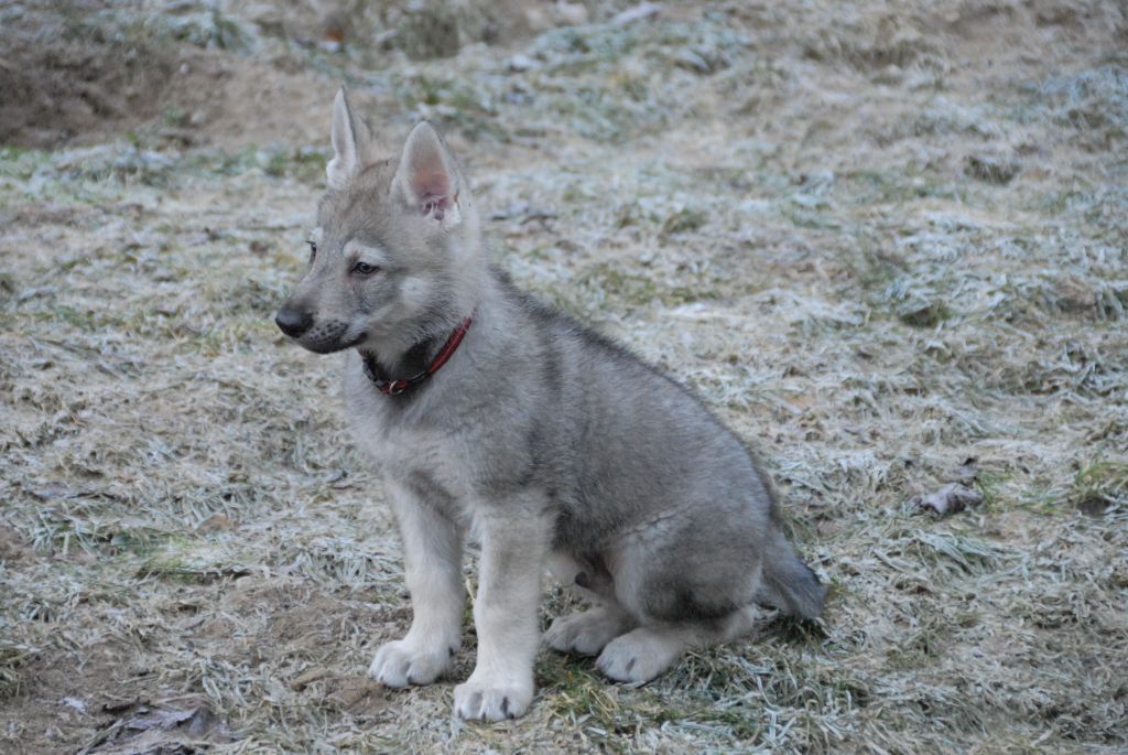 de la mollyniere de lo'scale - Chiot disponible  - Chien-loup tchecoslovaque