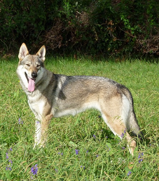 Fara's nips pow dite pony de la mollyniere de lo'scale