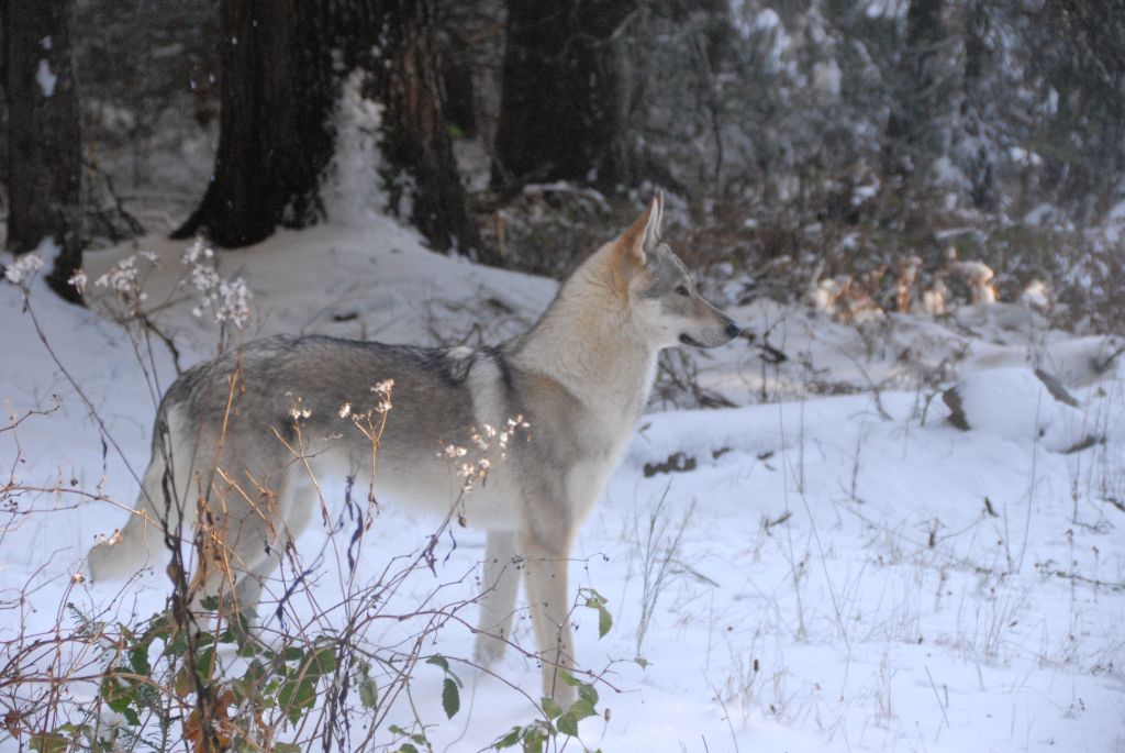 Vah'al noosh pal-kyss de la mollyniere de lo'scale