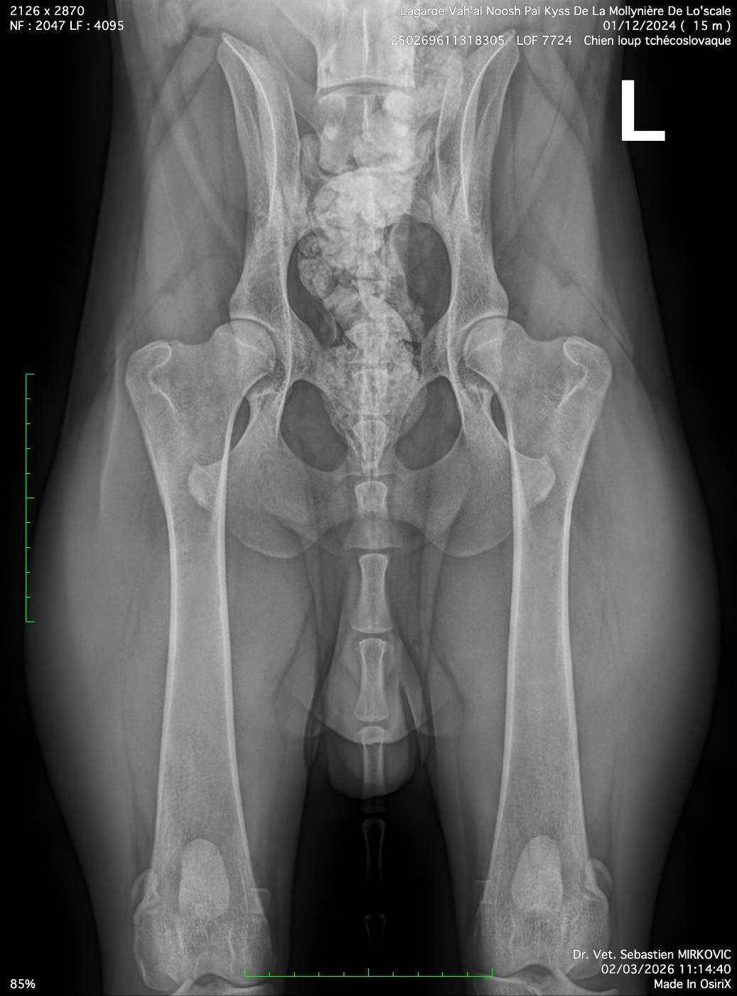 Dépistages Dysplasie Hanches et Coudes des Pal'Kys