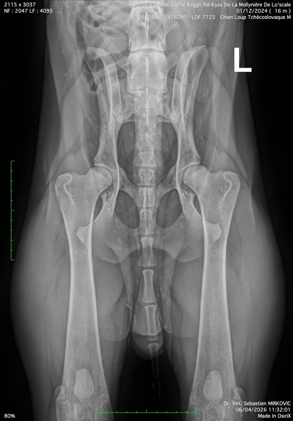 Suite des radios dysplasie "Hanches et Coudes" des Pal-Kyss