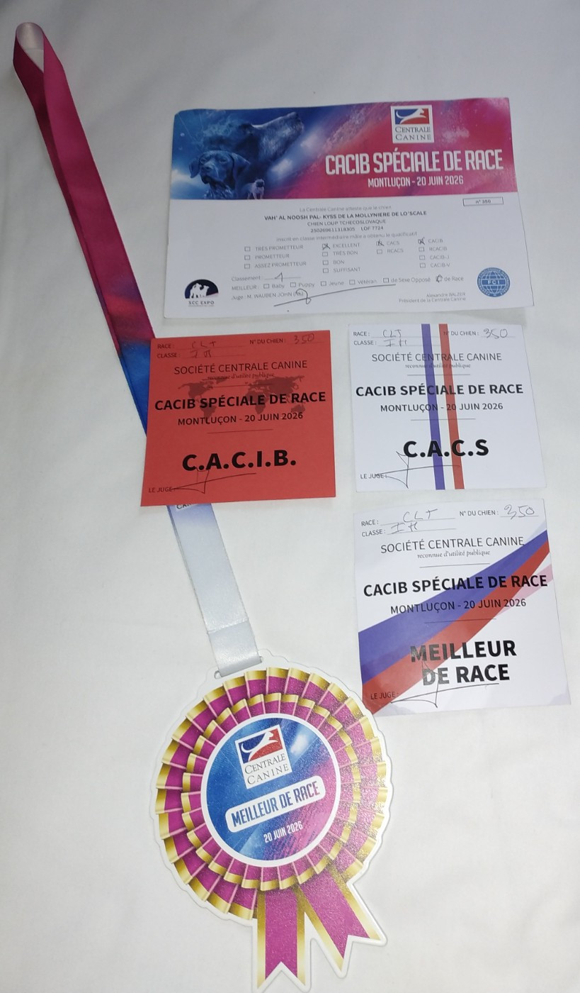 Montluçon - Spéciale de Race - CACS - CACIB, Meilleur de Race