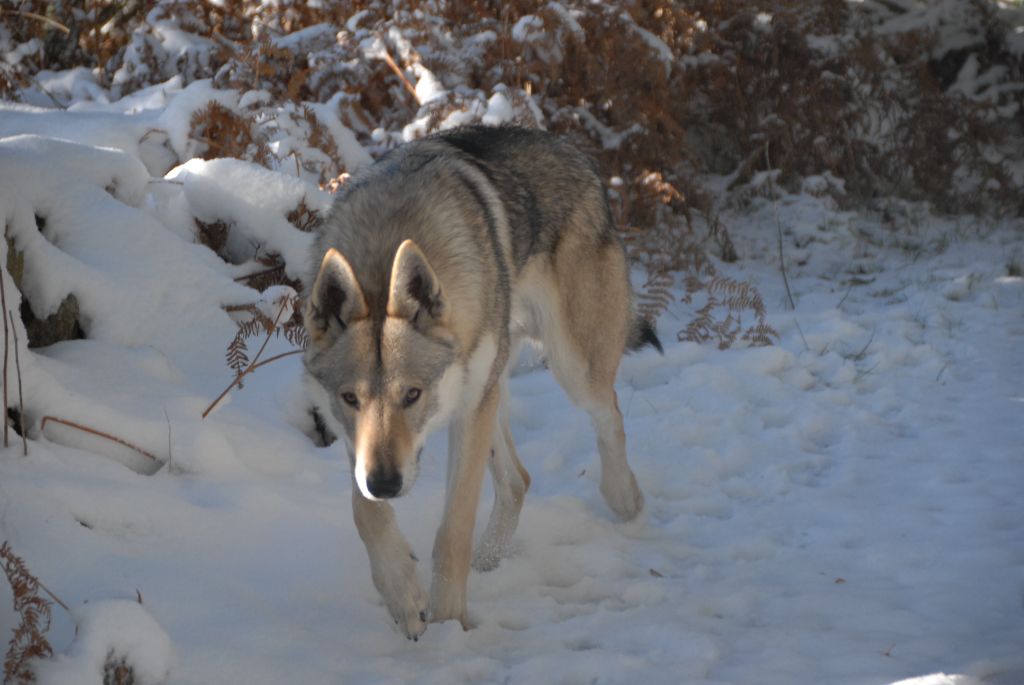  Les "Spéciales de Race" de Vah'Al Noosh