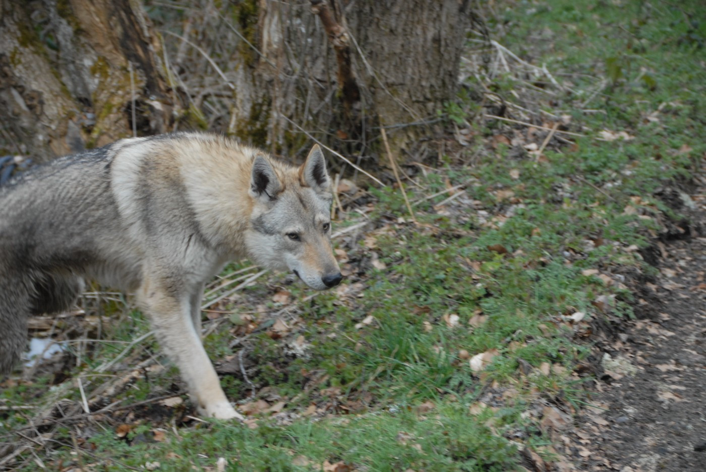 de la mollyniere de lo'scale - Chiots disponibles - Chien-loup tchecoslovaque
