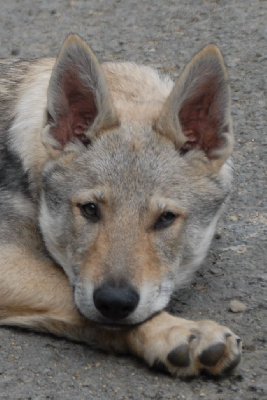 VAH' AL ROGGH PAL-KYSS