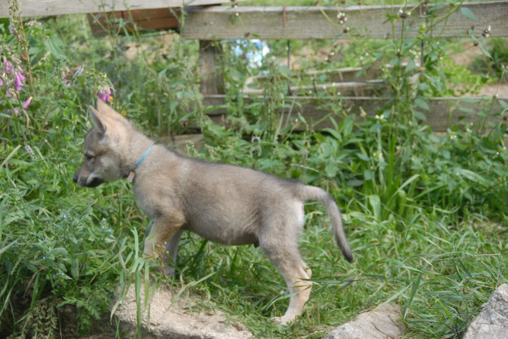 Elevage De La Mollyniere De Lo Scale Chien Loup Tchecoslovaque Pension Canine Elevage