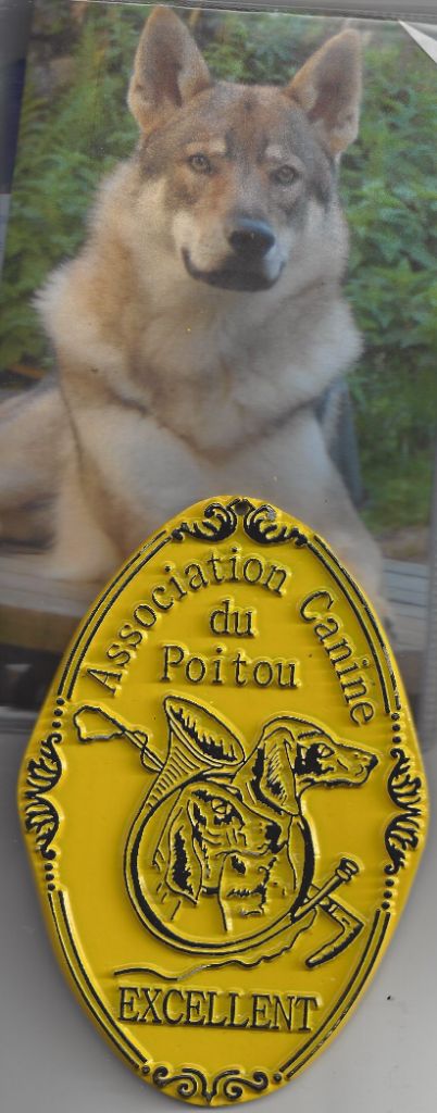 Elevage De La Mollyniere De Loscale Chien Loup